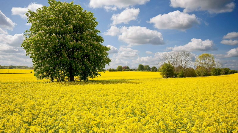 spring, canola, flower carpet, oilseed rape, rapeseed, blossom, blooming, chestnut tree, rape field, canola field, lonely tree, tree, lone tree, yellow field