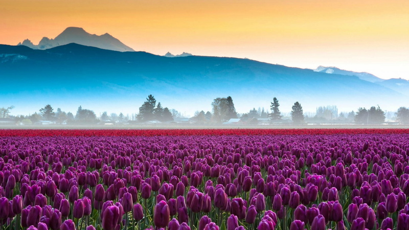 tulip, tulips, 1080P, dawn, flower carpet, purple flowers, tulip field, purple tulips, mist, field, flower field, tulip farm