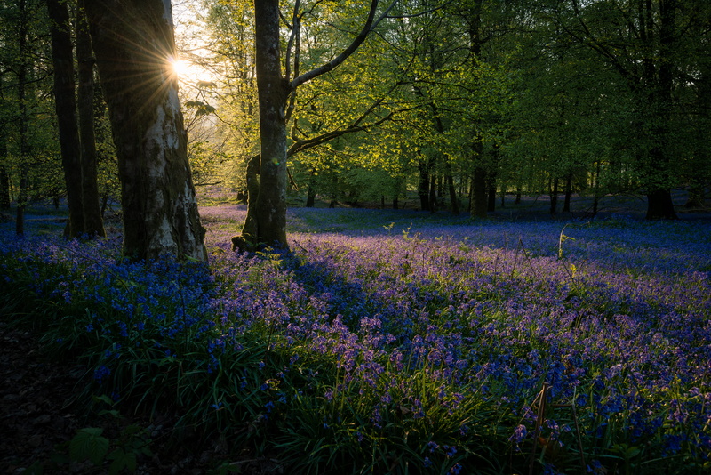 flower, land, no people, lens flare, springtime, trunk, 5K, sunset, beauty in nature, woodland, outdoors, forest, sunbeam, flowering plant, plant, lavender