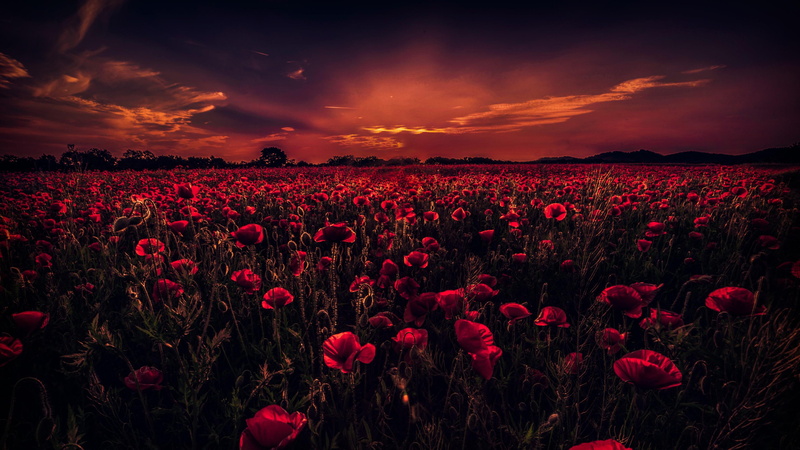 poppies, poppy, flower field, 4K, sunset, poppy field, horizon, sky