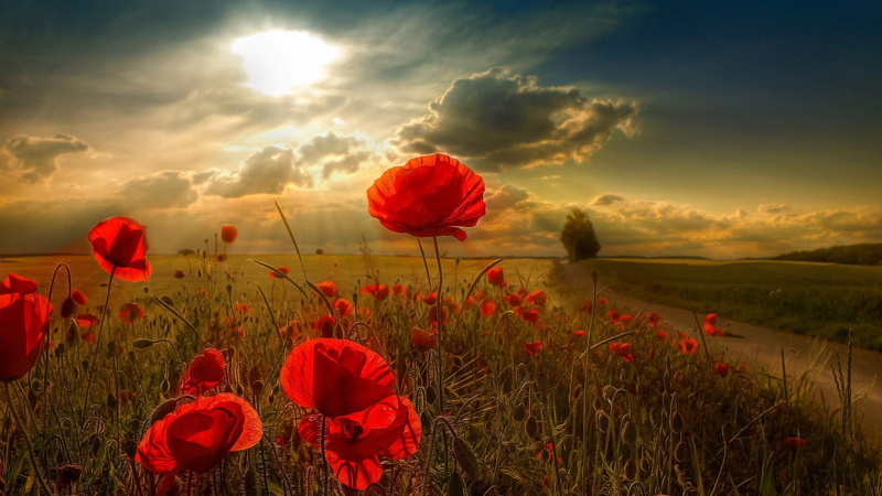 flower field, poppy field, clouds, summer, sunlight, flowers, poppy, rural area, field, red flowers, 1080P, meadow