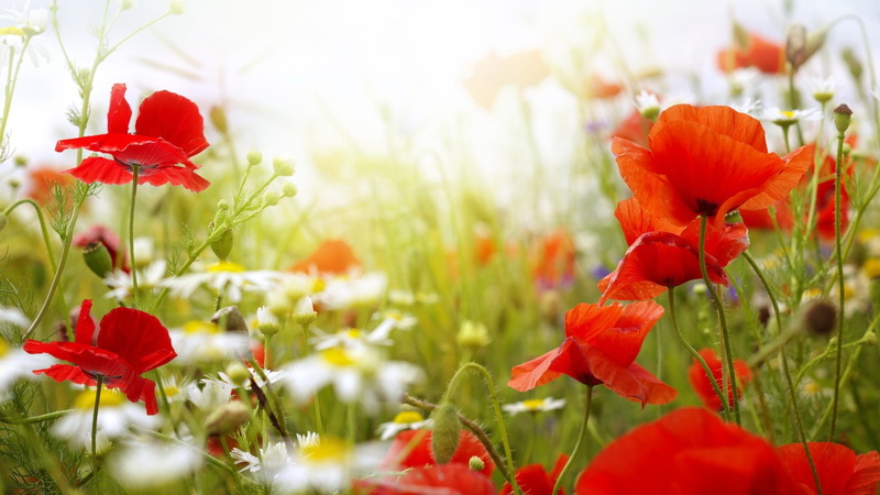 depth of field, red flowers, flowers, 1080P, poppies, nature