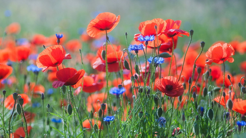 nature, poppy field, Maki, flowers, cornflowers, summer, al, 1080P, a lot, glade, red, background, field
