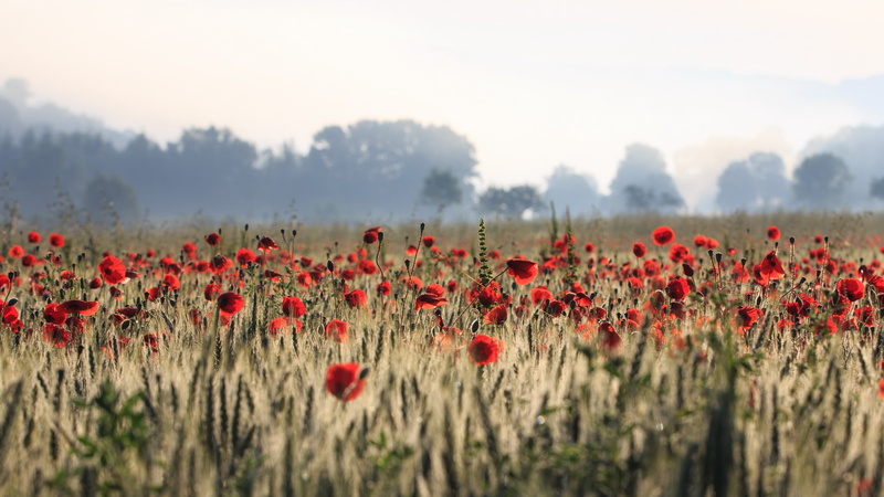 2K, red flowers, field, flowers, poppies, plants