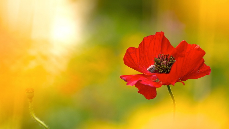 flowers, plants, 1080P, red flowers, poppies, nature