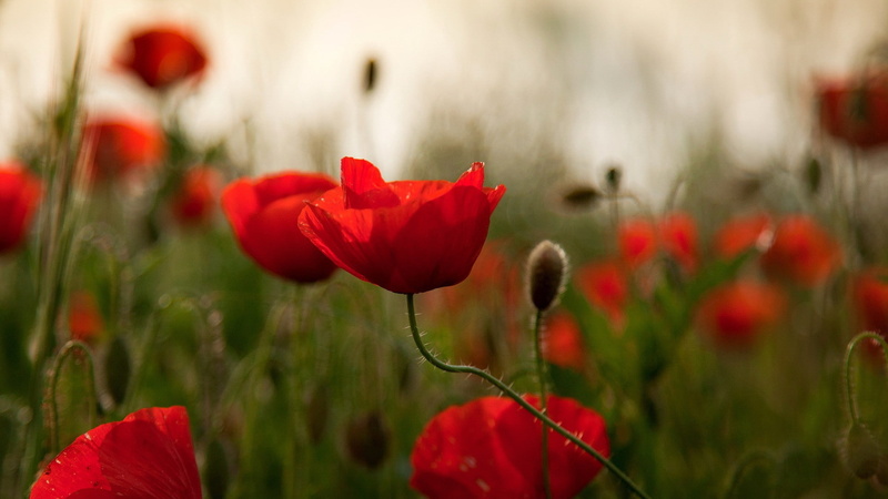 red flowers, flowers, poppies, 1080P