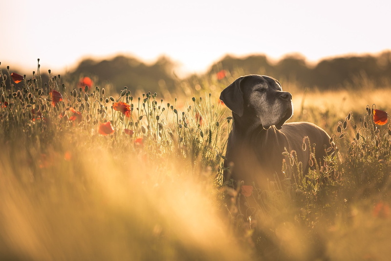 nature, great, vertebrate, plant, sunset, red flowers, dane, grass, land, domestic, black, one animal, no people, poppies, 1080P, mammal, selective focus
