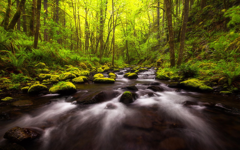usa, columbia, bushes, moss, ultra, gorton, trees, rocks, hd, landscape, river, mountain, green, 4K, oregon, gorge, creek, fern, riverbed