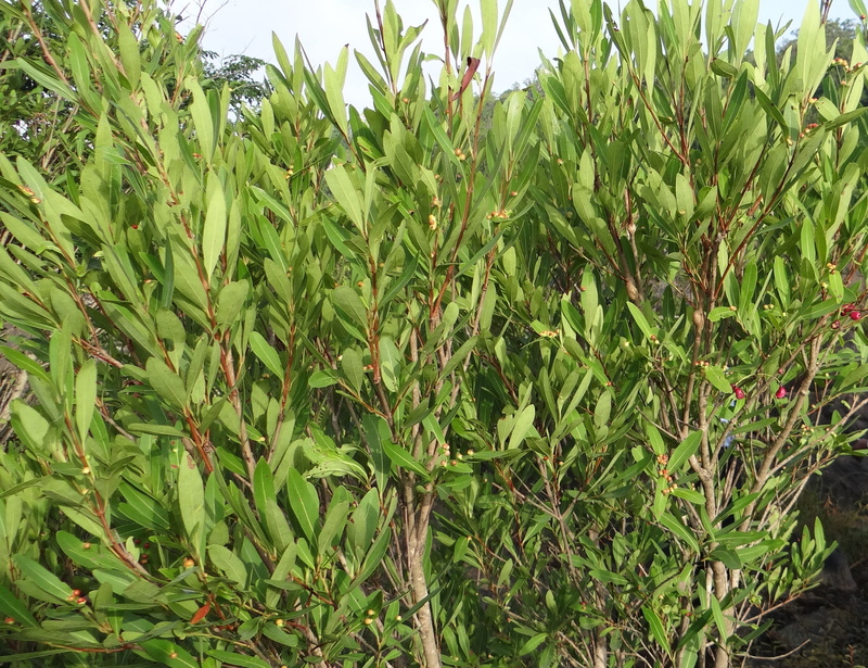 tropical, growth, green color, plantation, freshness, focus on foreground, india, food and drink, lush foliage, sharavati river bed, plant, day, plant part
