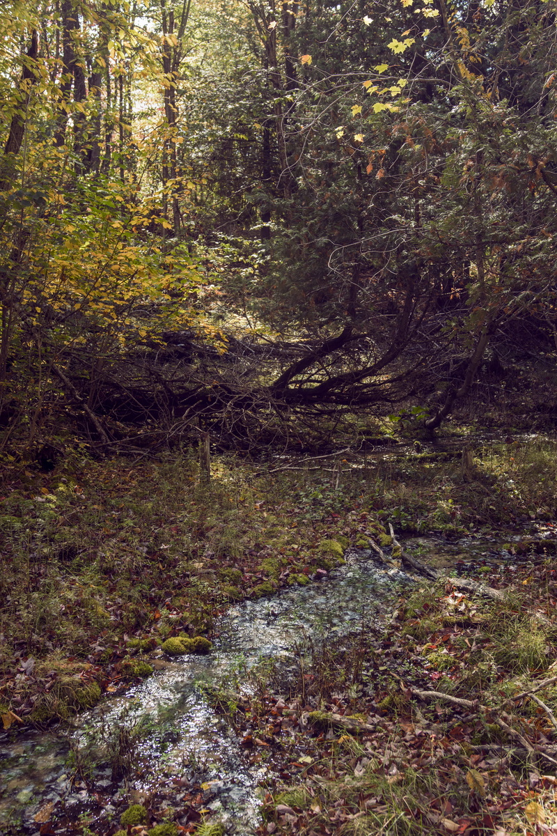 michigan, north, river, day, stream - flowing water, leaves, trail, plant, non-urban scene, tranquil scene, change, 5K, tree, woodland, united states