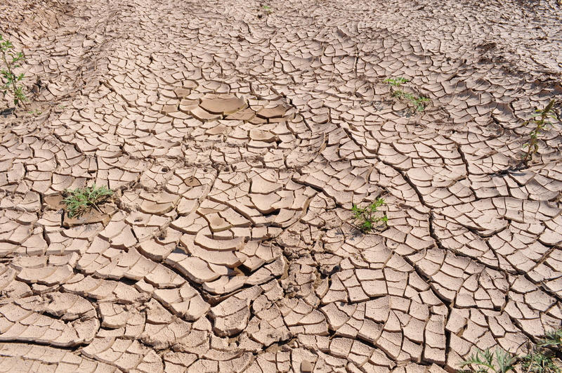 soil, 4K, dried mud, arid climate, green leaf, no people, dry earth, texture, high angle view, backgrounds, day, mud, environment, cracked, parched land