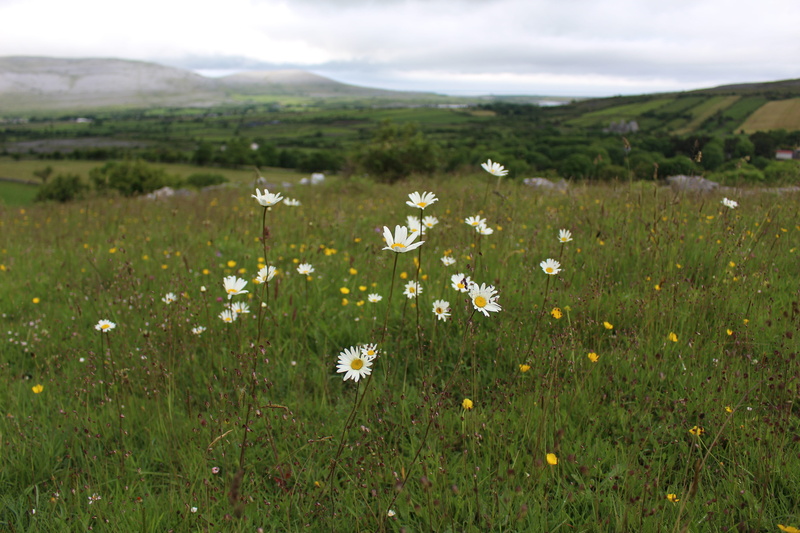 white color, burren, nature, flowers, plant, tranquility, flower, outdoors, landscape, vulnerability, springtime, mountains, freshness, beauty in nature