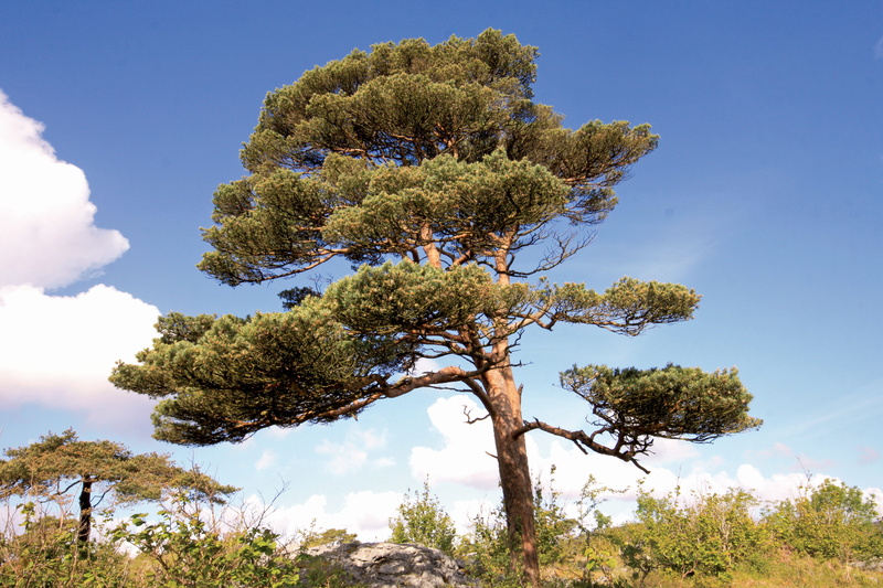 nature, white, pinus sylvestris, beauty in nature, growth, daytime, coniferous tree, flowering plant, sky, nature ireland, scenics - nature, ireland, scots pine