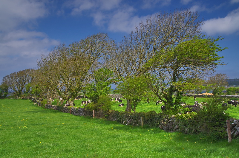 tranquility, outdoors, deciduous tree, plant, trees, the burren region in county clare, cow, sky, overgrown, tree, cloud - sky, no people, green, grass