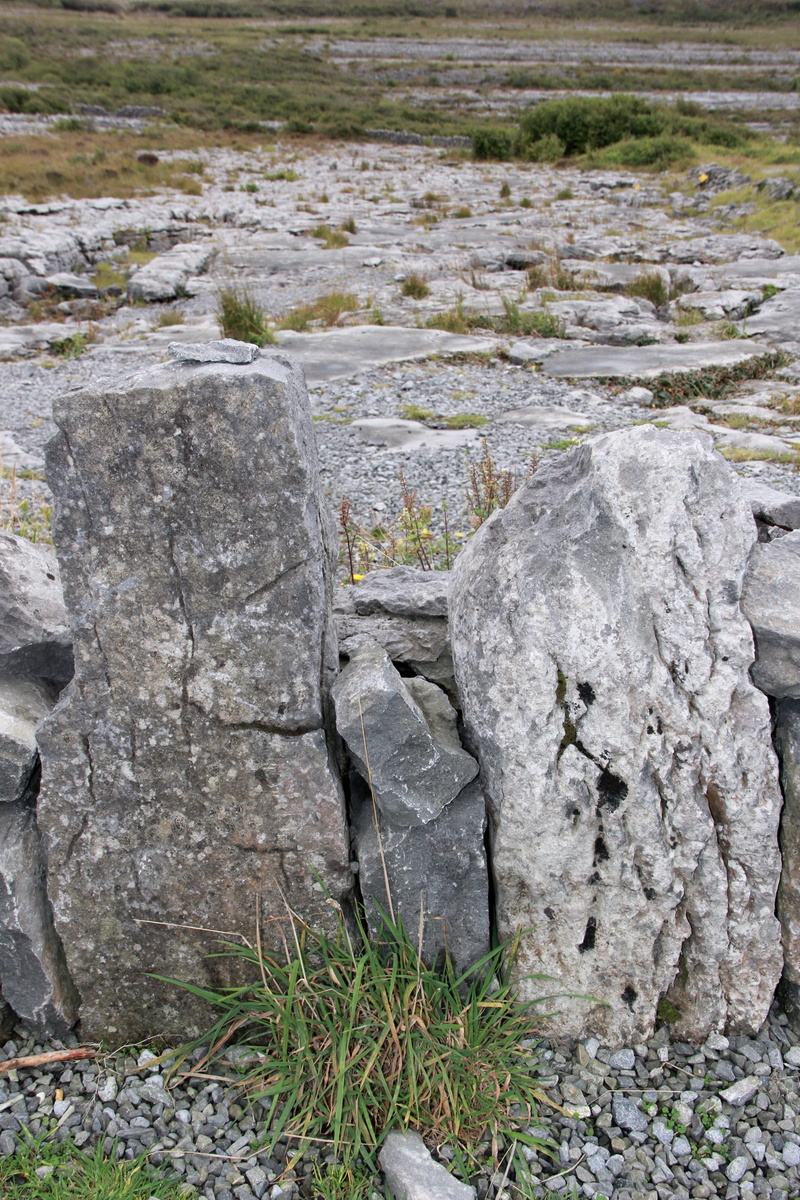 geology, plant, famous, rock - object, The Burren, textured, day, solid, Irish, Ireland, Burren, close-up, scenery, grass, clare, beauty in nature, environment