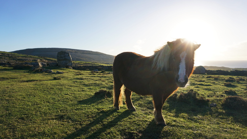 farm, burren, ireland, vertebrate, animal themes, field, mammal, land, pony, domestic, livestock, horse, standing, 5K, full length, one animal, herbivorous