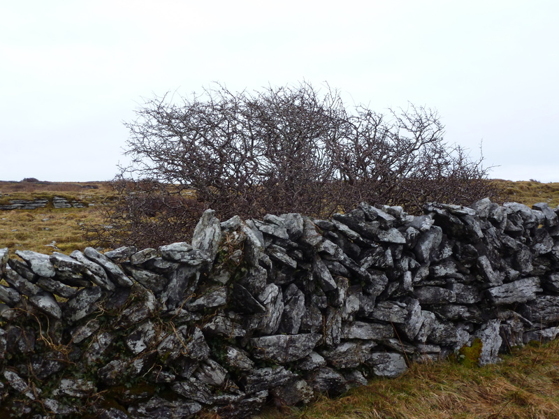 stone wall, rock, plant, nature, textured, scenics - nature, solid, ireland, stack, non-urban scene, old, stone, outdoors, tranquility, burren, landscape