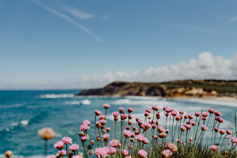 flower head, pink flowers, blossom, outdoors, flowering plant, ocean waves, day, tranquility, growing, summer, focus on foreground, beauty in nature, land