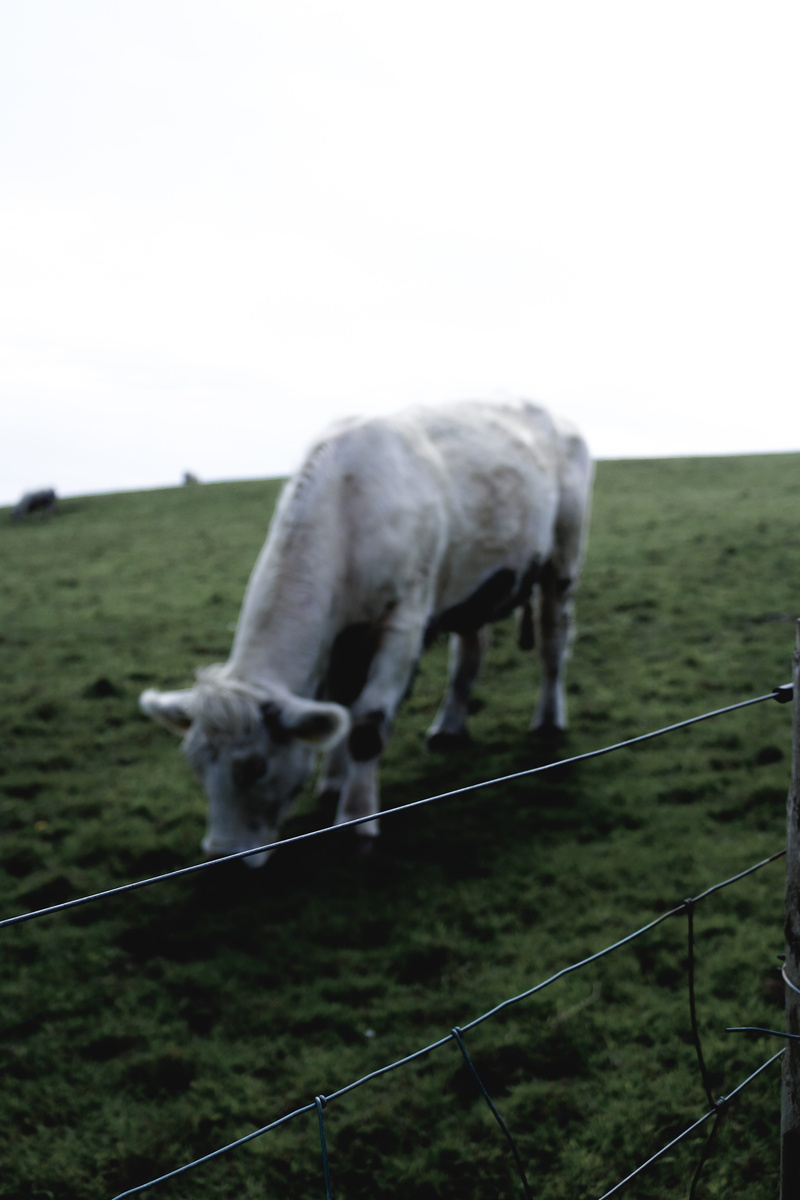 love, wander, travel, sky, domestic animals, cliffs, ireland, animal, grass, field, liscannor, landscape, horse, cliffs of moher, green, fence, explore