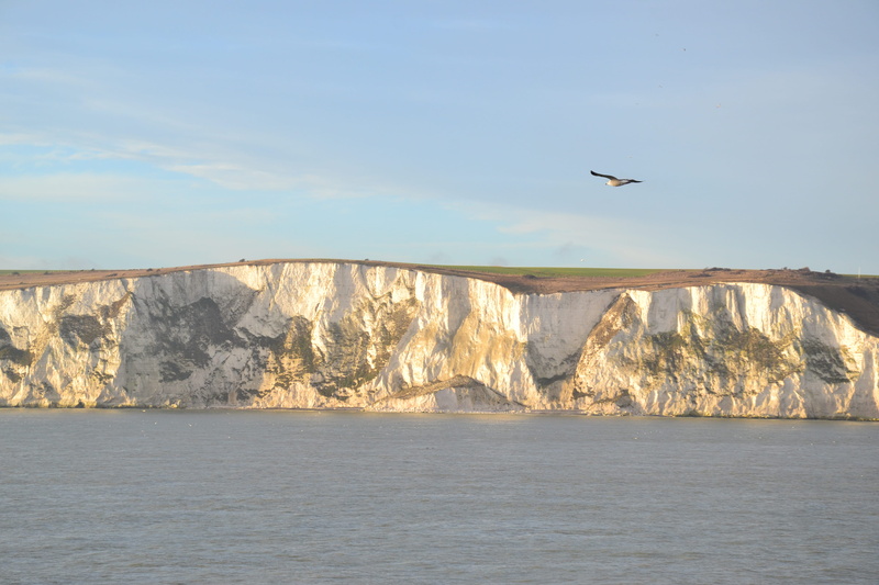 4K, dovers, animal themes, vertebrate, sky, sea, united kingdom, scenics - nature, cliff, animals in the wild, waterfront, animal wildlife, blue, flying