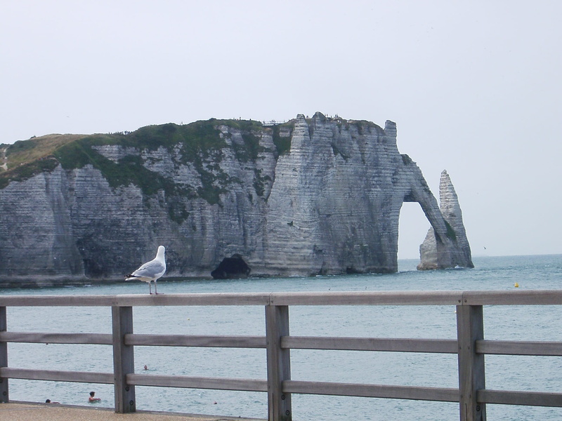 animals in the wild, outdoors, no people, animal wildlife, seagull, bird, clear sky, perching, railing, water, one animal, beauty in nature, day, étretat