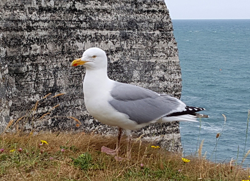 etretat, no people, animals in the wild, one animal, high, alabaster coast, animal wildlife, sea, water, side view, white color, nature, perching, normandy