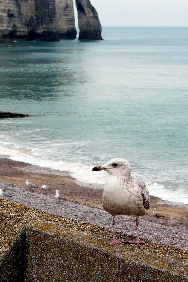 normandy, animals in the wild, vertebrate, atmospheric, wave, ocean, travel, force of nature, cliffs, steilkueste, rain, 2K, rock, etretat, holiday, one animal