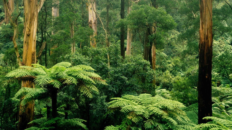 leaves, trees, Victoria, 1080P, fern, Australia, thickets, Sherbrooke, forest