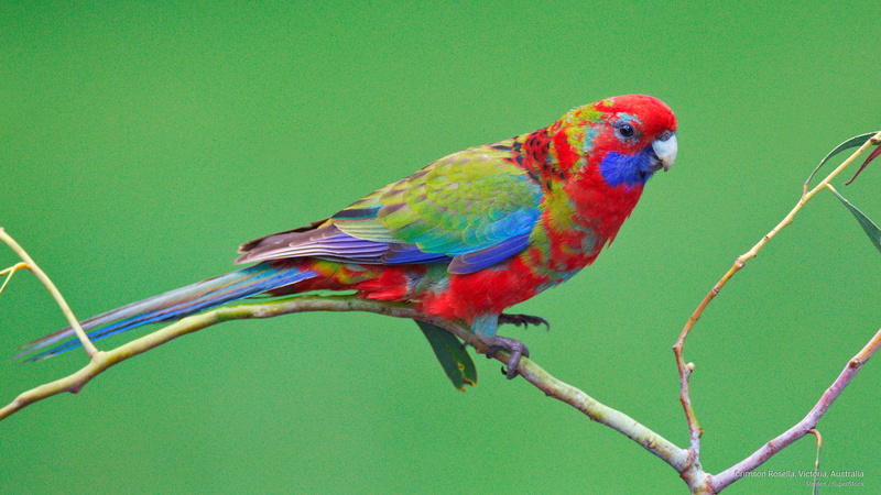 rosella, Birds, 2K, crimson, victoria, australia