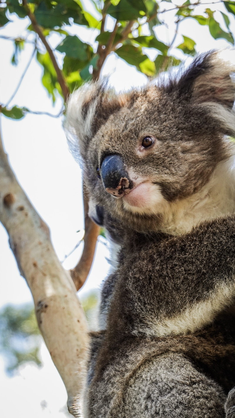 focus on foreground, outdoors, three-toed sloth, great ocean road, possum, bear, koala, one animal, herbivorous, tree, cat, llama, sloth, low angle view