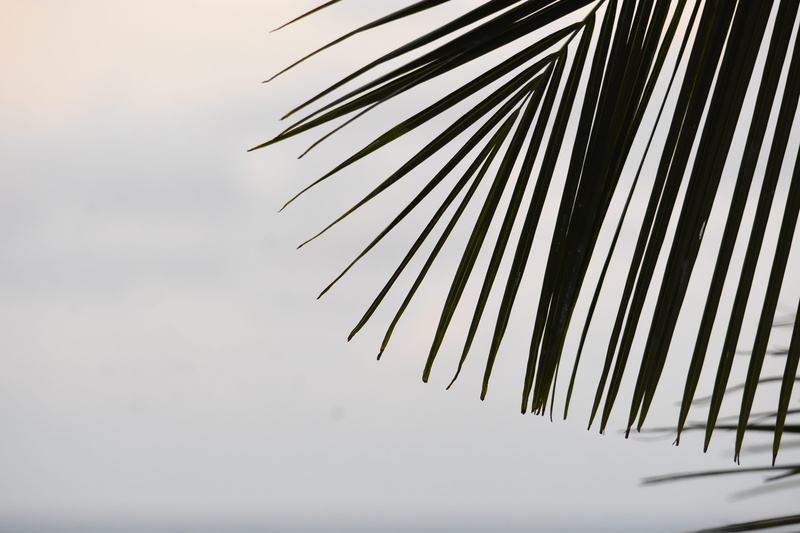 palm tree, copy space, beauty in nature, no people, close-up, 5K, white color, palm sunday, day, nature, tree, clear sky, hipster, selective focus, pattern