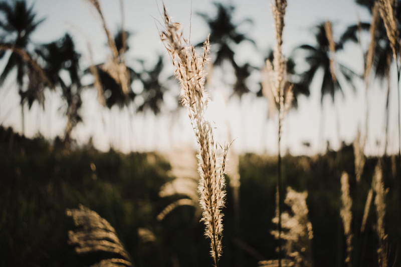 reed, scenics - nature, close-up, spring, grain, desktop, easter sunday, rural, land, grass, cereal plant, farm, label, flora, field, quality, plant stem