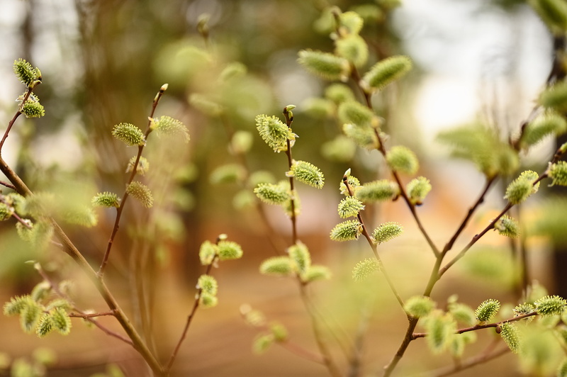 tranquility, fragility, nature, growth, beauty in nature, selective focus, leaf, photosynthesis, palm sunday, plant, spring, flower, freshness, 5K, focus on foreground