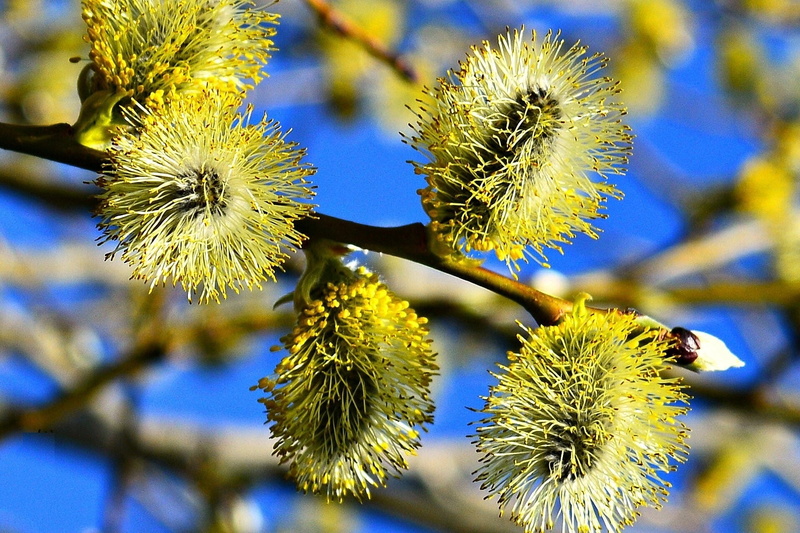 Verba, holiday, spring, Palm Sunday, 1080P, sprig, sunlight, April, blue sky