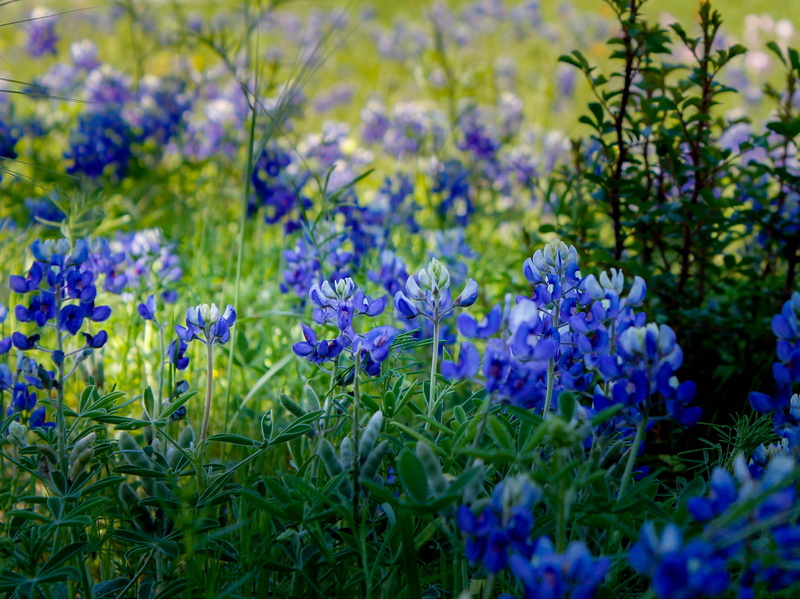 palm sunday, blue, plant, green color, beauty in nature, vulnerability, growth, purple, floral, flowering plant, fragility, flower, landscape, spring, 2K