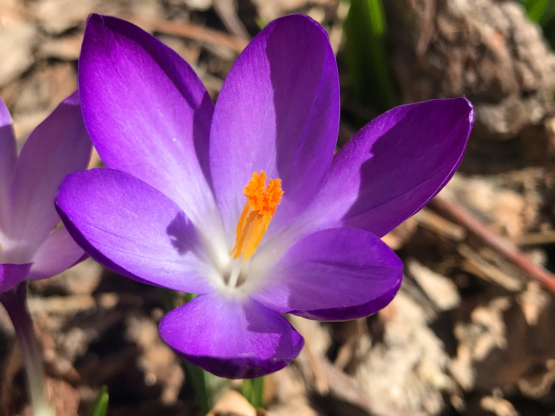 4K, palm sunday, inflorescence, focus on foreground, flowering plant, good friday, bloom, no people, springtime, nature, crocus flower, blooming, flower