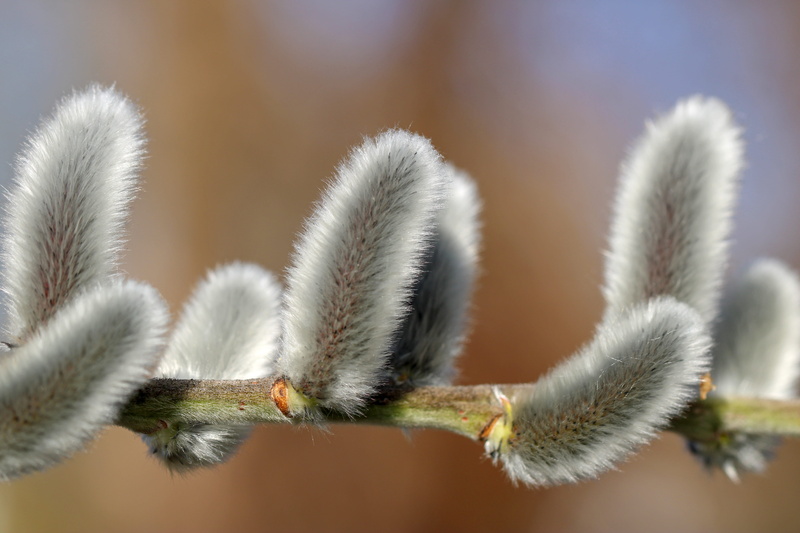palm kitten, salix gracilistyla, nature, pussy willow, day, succulent plant, bush, beauty in nature, tranquility, 5K, green color, close-up, softness