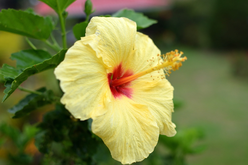 hibiscus, beauty in nature, yellow, petal, flowering plant, focus on foreground, inflorescence, springtime, pollen, flower head, flower, growth, golgotha