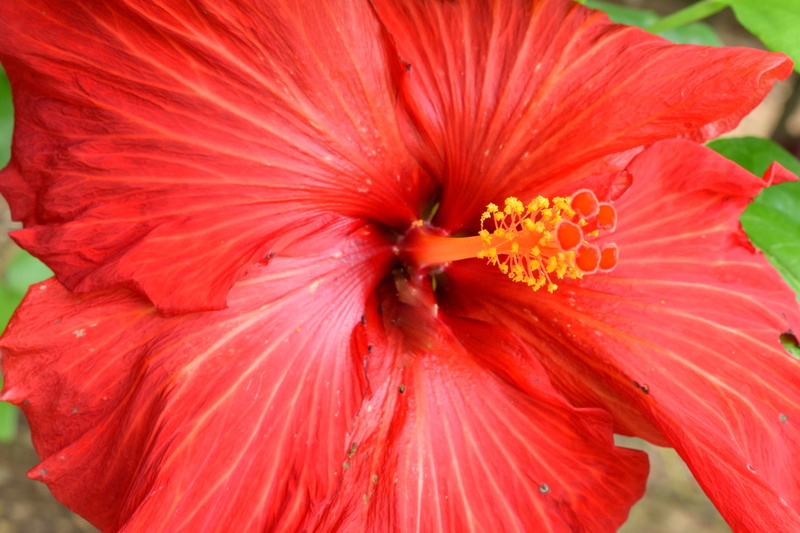 fragility, no people, pollen, flower, flowering plant, red, beauty in nature, golgotha, focus on foreground, stamen, vulnerability, 5K, close-up, day