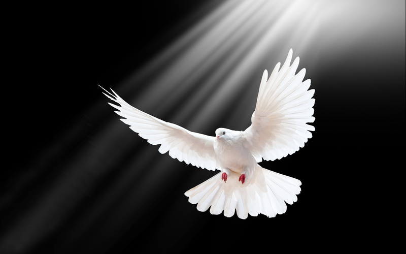 black background, white, beauty in nature, animal wing, 5K, vertebrate, animals in the wild, bird, low angle view, religious equipment, flight, pigeon