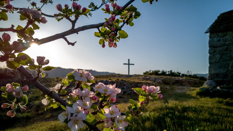 occitania, flower head, lozère, fruit tree, tree, flowering plant, agriculture, growth, beauty in nature, 4K, occitanie, field, pink color, spring, sunset