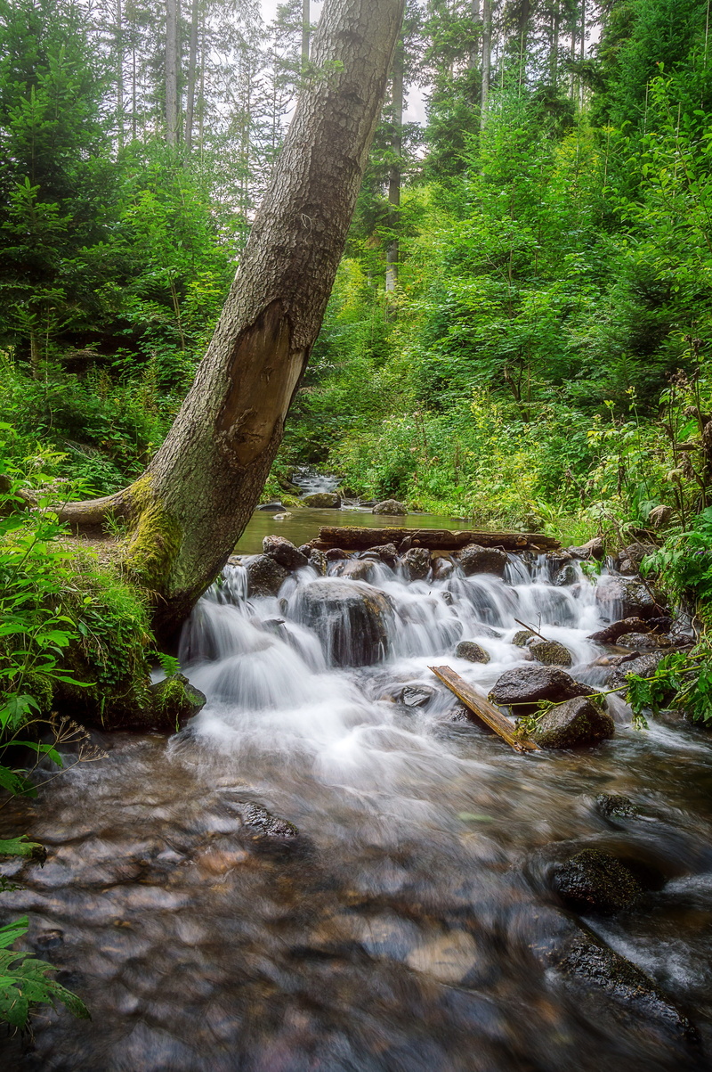 little carpathians, sunrise, trunk, spring, three drivers, tree, non-urban scene, rock, water, rest, the sky, jesen, waterfall, long exposure, woodland