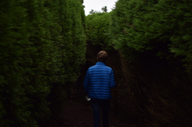 plant, image Technique, moving Activity, pathway, person, heterosexual Couple, adults Only, three quarter length, people, viewpoint, guy, standing, leisure activity