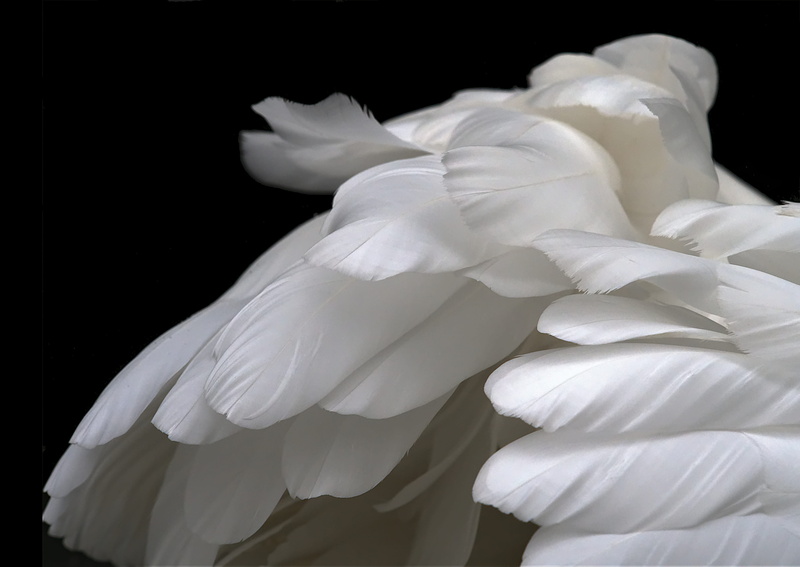 flower, night, 4K, relax, no people, Soft, vulnerability, serene, studio shot, calm, bird, freshness, serenity, peace, fragility, flower head, white color