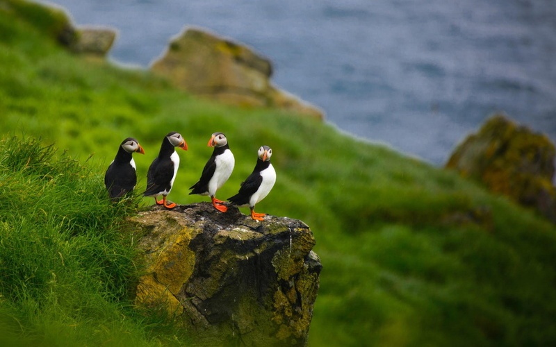 nature, depth of field, stone, Faroe Islands, stones, puffins, animals, birds, 1080P