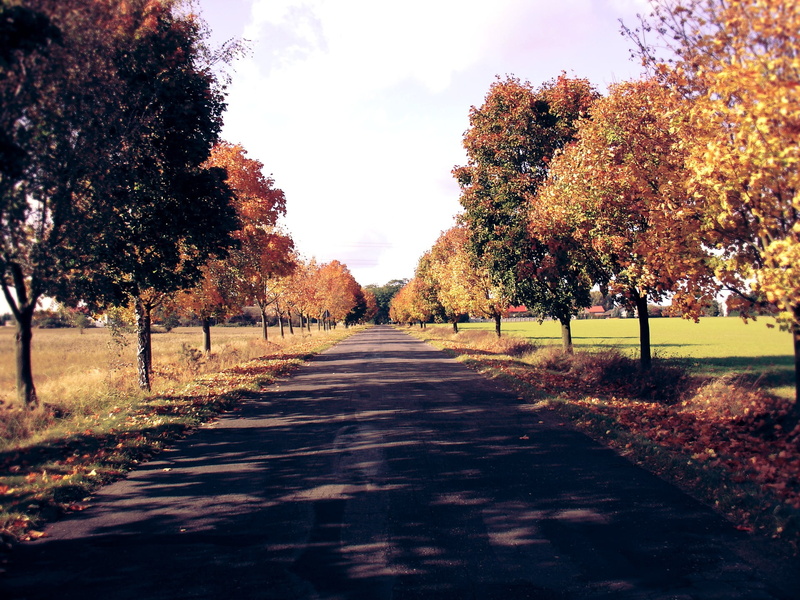 outdoors, the way forward, beauty in nature, treelined, plant, vanishing point, footpath, Poland, diminishing perspective, tranquility, no people, growth
