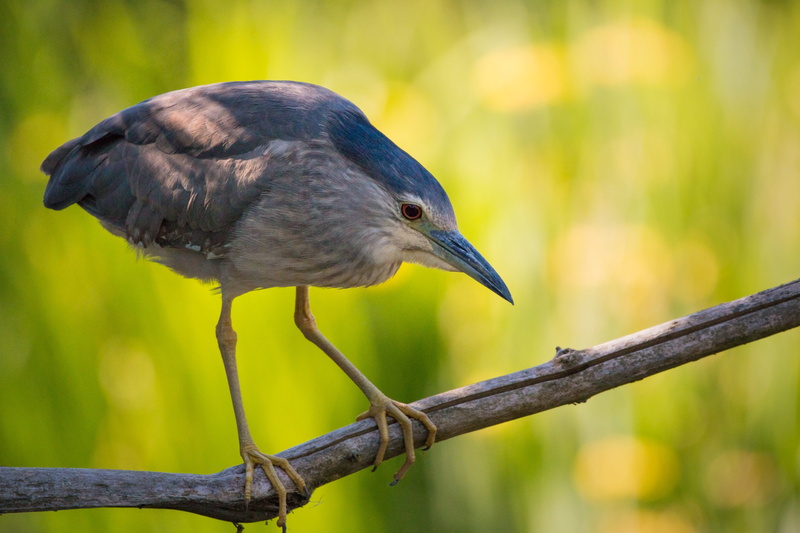 forest, wildlife, grey, Night Heron, no people, sunlight, nature, sitting, green color, plumage, sun, lichtblick mood, plant, rarely, close, animals In The Wild