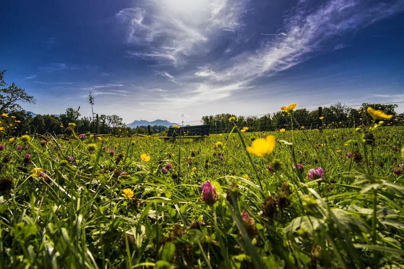 scenics - nature, in the, leisure, flowerbed, springtime, allgäu, distant, click, field, break, distant view, 5K, recovery, wide, bench, nature, horizon