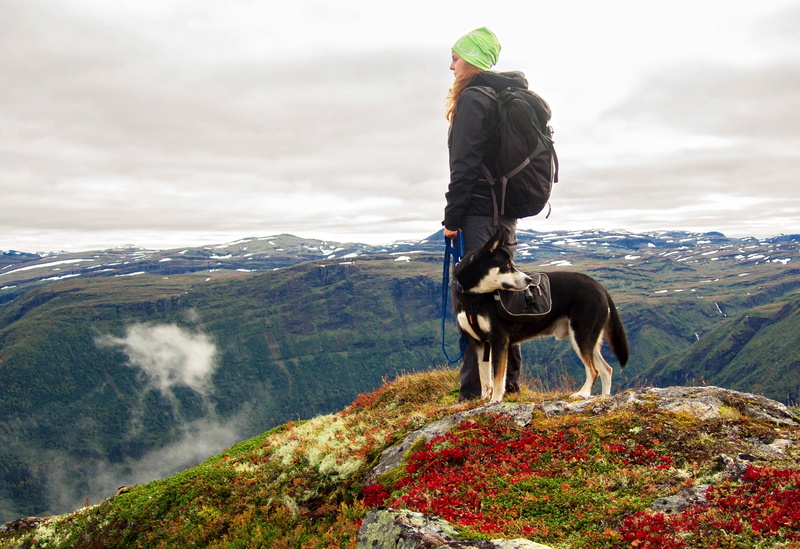 outdoors, animal themes, active, distant view, cold, one animal, husky, nordic, man, alpine, foresight, dog, domestic, break, pets, cloud - sky, environment