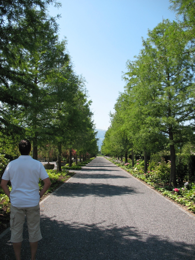 rear view, transportation, road, thinking, sunlight, shadow, avenue, nature, the way forward, 2K, sky, growth, direction, tree lined avenue, enea garden